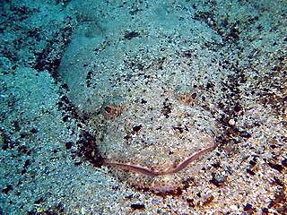 Sand Flathead