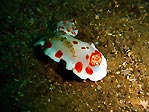 <em>Chromodoris tasmaniensis</em>