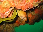 Green Moray Eel