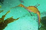 Weedy Seadragon