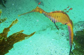 Weedy Seadragon