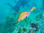 Weedy Seadragon II