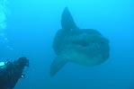 Sunfish and diver