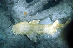 Spotted Wobbegong at Tangalooma wrecks