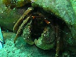 Hermit Crab (<em>Paguristes</em> sp.)