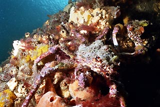 Decorator Crabs