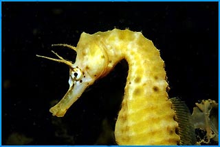 Seahorse