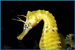 Seahorse