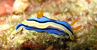 <em>Chromodoris elisabethina</em>