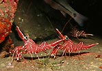 Hinge-beaked Shrimp