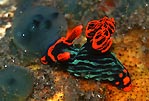 Nudibranch, Nembrotha kubaryana