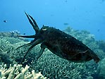 Cuttlefish Display