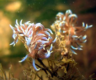 Nudibranchs at Bridport