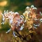 Nudibranchs at Bridport