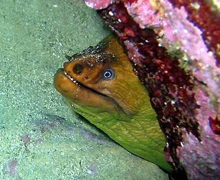 Green Moray (<em>Gymnothorax prasinus</em>)