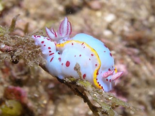 Hypselodoris bennetti