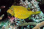 Yellow Boxfish (juvenile)