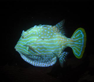 Shaw's Cowfish (male)