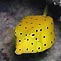 Yellow  Boxfish