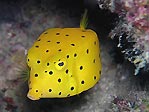 Yellow  Boxfish