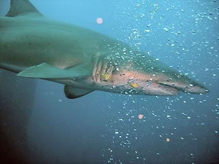 Grey Nurse Shark at Wolf Rock