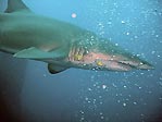 Grey Nurse Shark at Wolf Rock