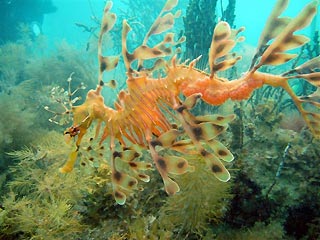 Leafy Seadragon and eggs