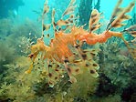 Leafy Seadragon and eggs