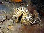 Big-Belly Sea Horse (Hippocampus abdominalis)