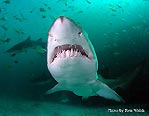 Grey Nurse Shark (Carcharias taurus)