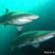 Grey Nurse Sharks at Fish Rock Cave