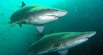 Grey Nurse Sharks at Fish Rock Cave