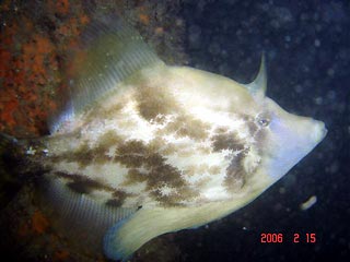 Fan-belly Leatherjacket in Sydney