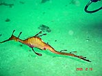 Weedy Seadragon in Sydney