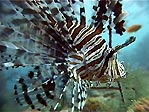 Common Lionfish, Pterois volitans