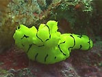 Notodoris minor, nudibranch