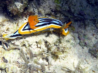 Nudibranch (Chromodoris quadricolor)