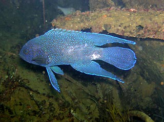 Western Blue Devil (Paraplesiops meleagris)