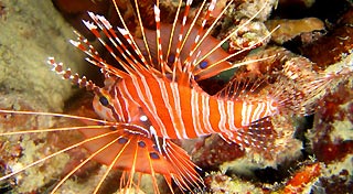 Spotfin Lionfish (Pterois antennata)