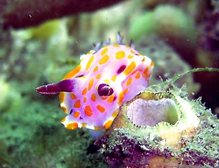 Sweet Ceratosoma