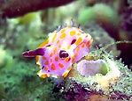 Sweet Ceratosoma