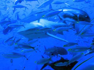 Bull Shark in Fiji