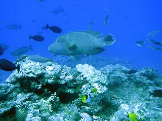 Hungry Napoleon Wrasse