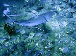 Grey Reef Shark in Fiji