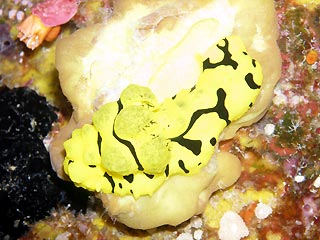 Notodoris minor