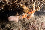 Decorator Crab