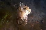 Baby Cuttlefish