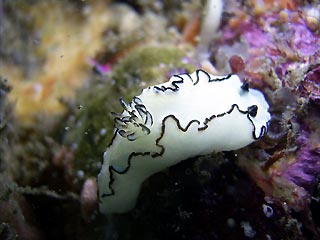 Glossodoris atromarginata