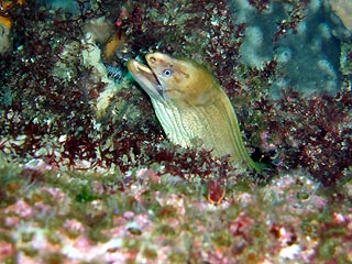 Green Moray (Gymnothorax prasinus)