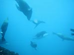 Jervis Bay Seals